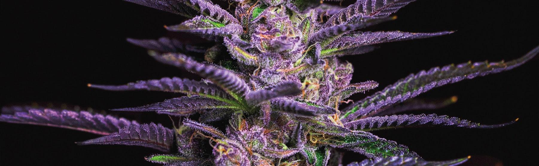 Titty Sprinkle Flower Picture