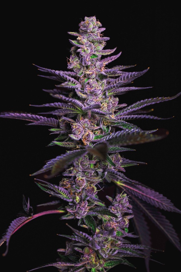 Titty Sprinkles Flower